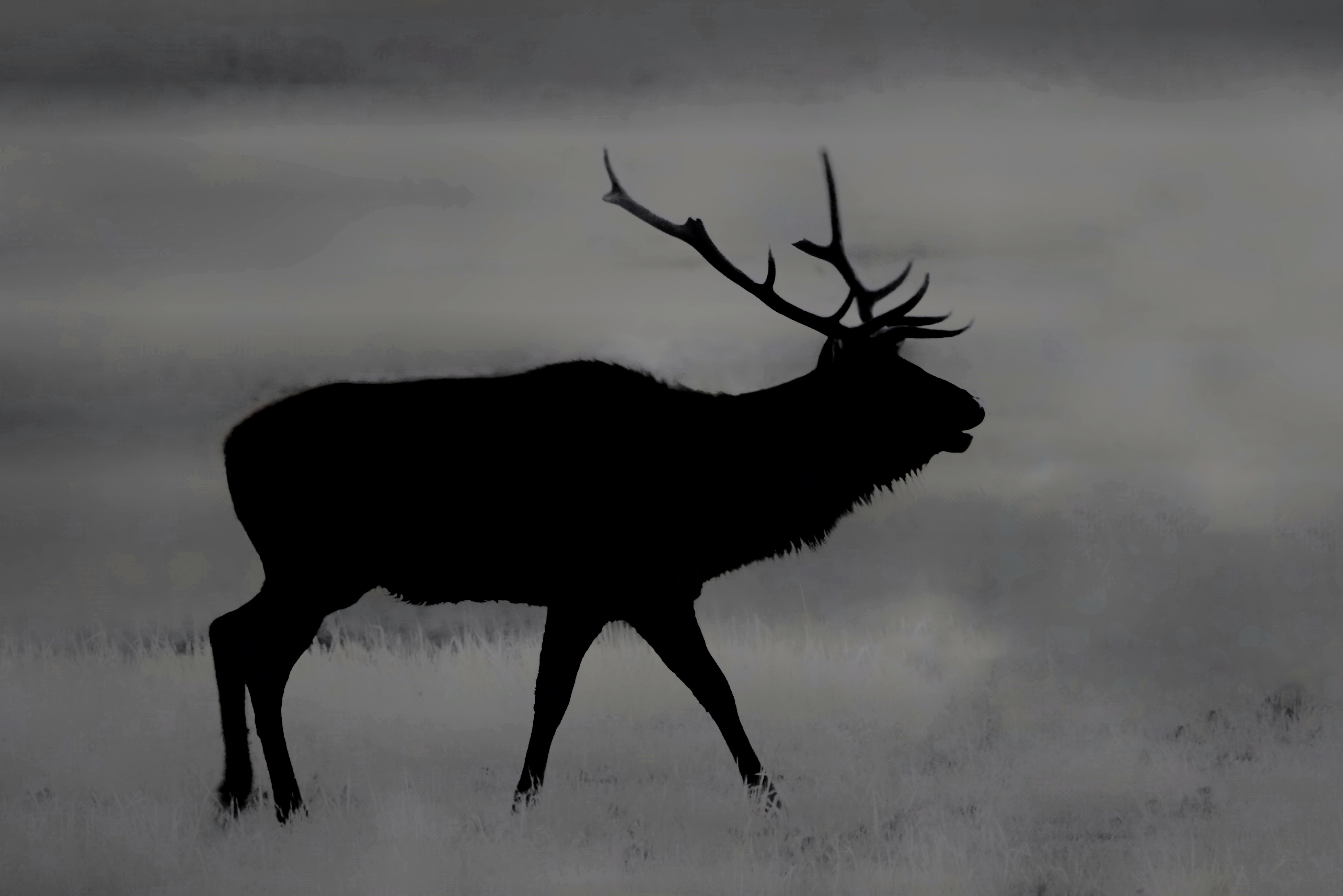 Wapiti silhouetté dans la lumière de Yellowstone